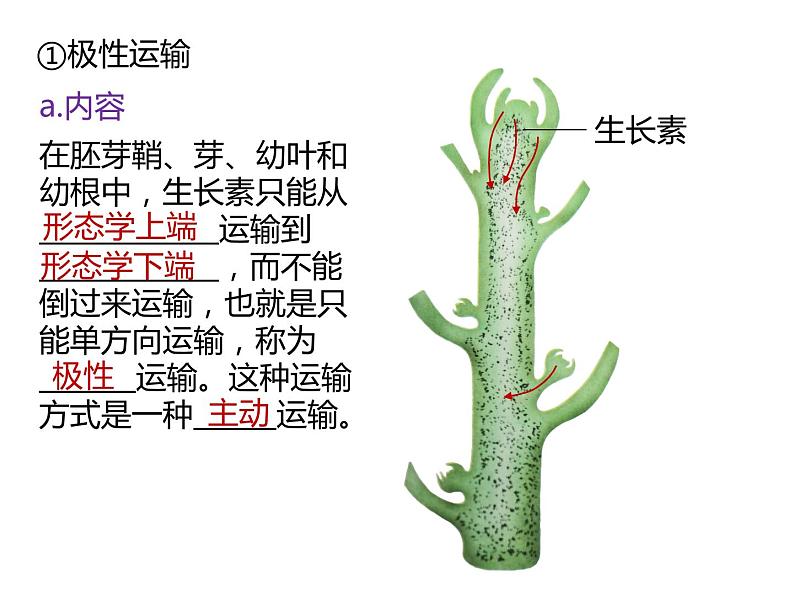 人教版（2019）高二生物选择性必修1-5.1植物生长素-2课件PPT07