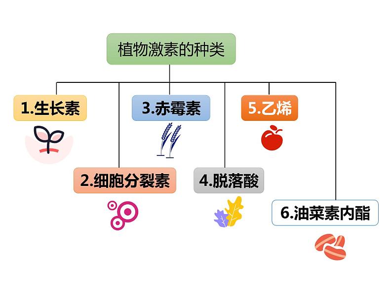 人教版（2019）高二生物选择性必修1-5.2其他植物激素课件PPT04