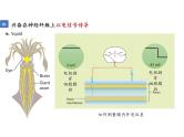 人教版（2019）高二生物选择性必修1-2.3神经冲动的产生和传导-1课件PPT