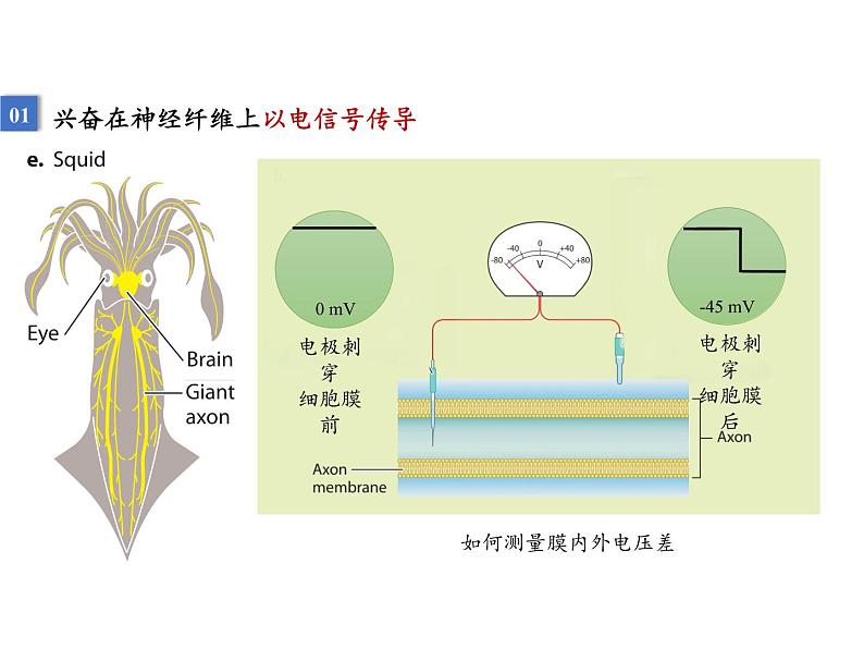 人教版（2019）高二生物选择性必修1-2.3神经冲动的产生和传导-1课件PPT05