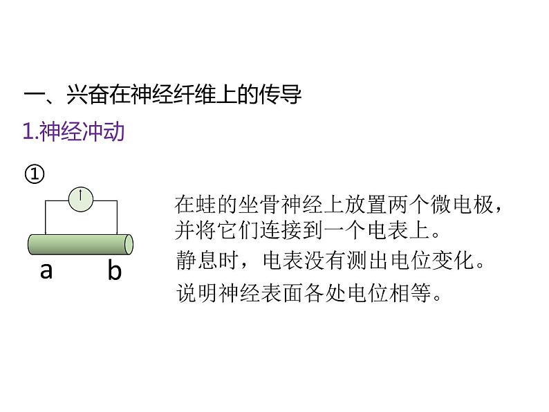 人教版（2019）高二生物选择性必修1-2.3神经冲动的产生和传导-1课件PPT06