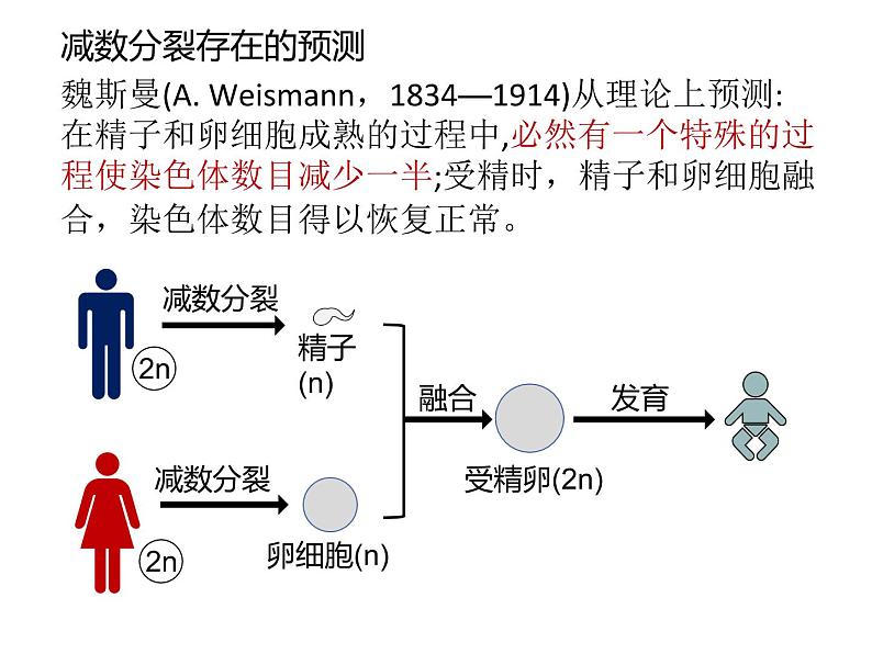 人教版（2019）高二生物必修2-2.1减数分裂和受精作用-1课件PPT05