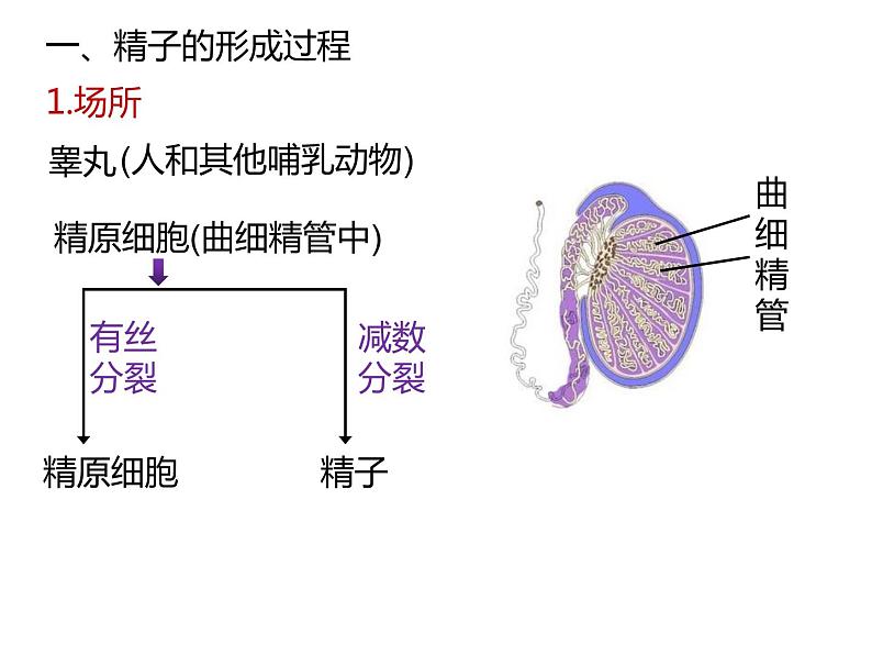 人教版（2019）高二生物必修2-2.1减数分裂和受精作用-1课件PPT06
