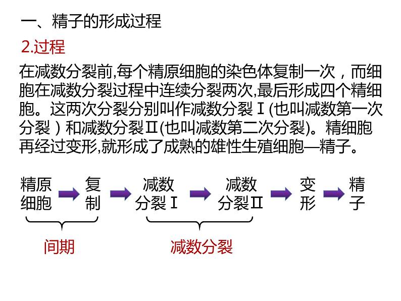 人教版（2019）高二生物必修2-2.1减数分裂和受精作用-1课件PPT07