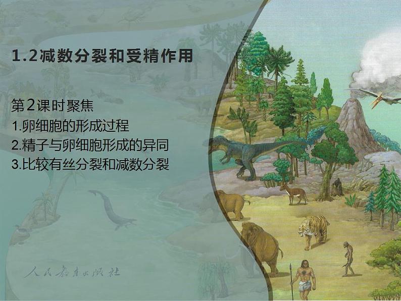 人教版（2019）高二生物必修2-2.1减数分裂和受精作用-2课件PPT第1页