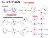 人教版（2019）高二生物必修2-2.1减数分裂和受精作用-2课件PPT