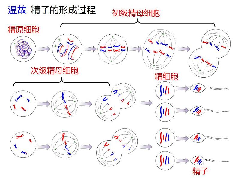 人教版（2019）高二生物必修2-2.1减数分裂和受精作用-2课件PPT第2页