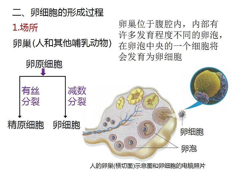 人教版（2019）高二生物必修2-2.1减数分裂和受精作用-2课件PPT第3页