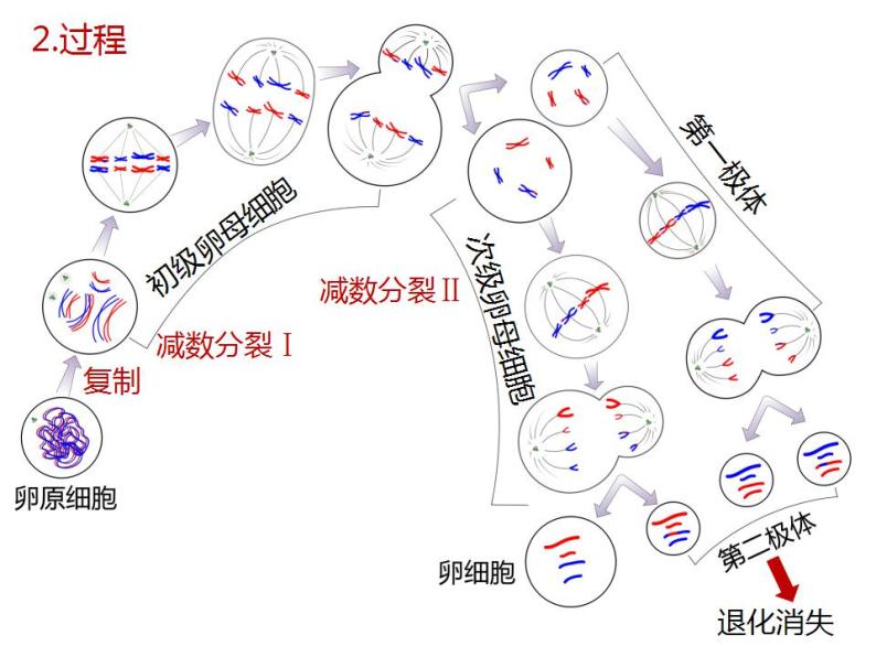 2020-2021学年二 受精作用授课课件ppt-教习网|课件下载