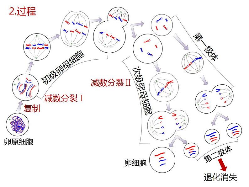 人教版（2019）高二生物必修2-2.1减数分裂和受精作用-2课件PPT第4页