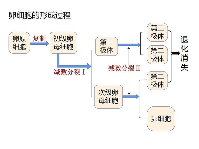 人教版（2019）高二生物必修2-2.1减数分裂和受精作用-2课件PPT第5页