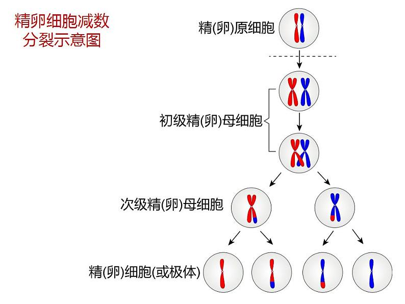 人教版（2019）高二生物必修2-2.1减数分裂和受精作用-2课件PPT第6页