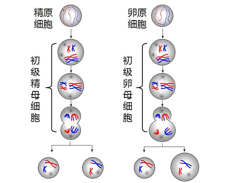 人教版（2019）高二生物必修2-2.1减数分裂和受精作用-2课件PPT第7页