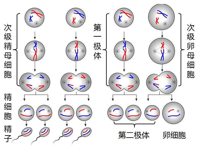 人教版（2019）高二生物必修2-2.1减数分裂和受精作用-2课件PPT第8页