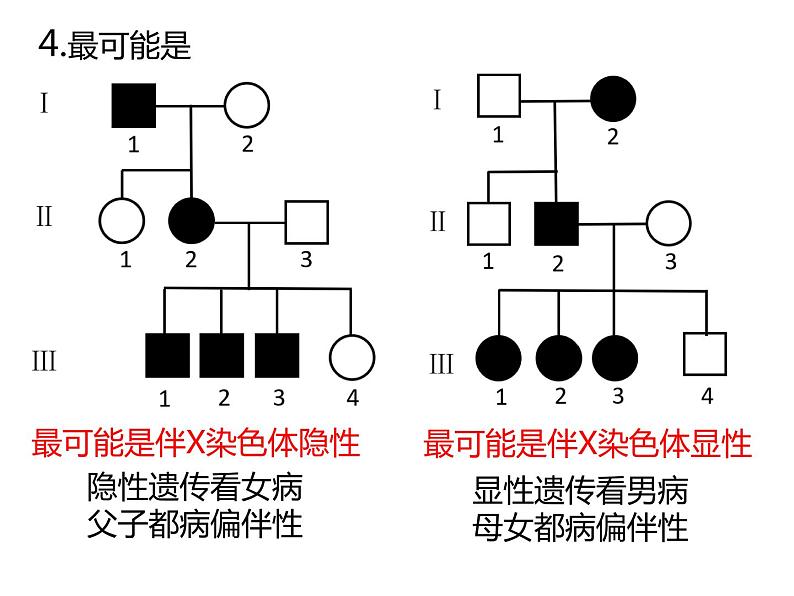 人教版（2019）高二生物必修2-2.3伴性遗传-2课件PPT07