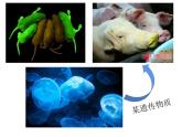 人教版（2019）高二生物必修2-3.1DNA是主要的遗传物质-1课件PPT