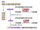 人教版（2019）高二生物必修2-3.1DNA是主要的遗传物质-2课件PPT
