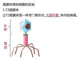 人教版（2019）高二生物必修2-3.1DNA是主要的遗传物质-2课件PPT