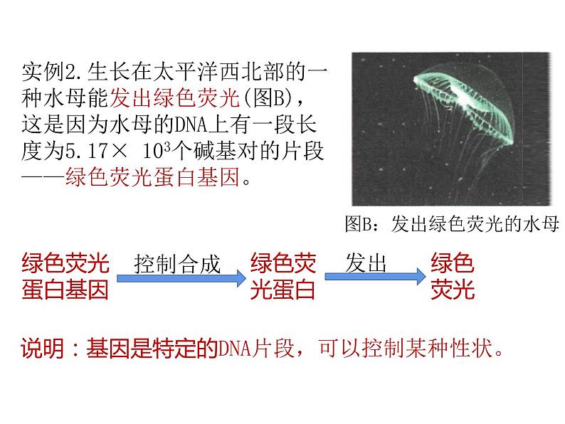 人教版（2019）高二生物必修2-3.4基因通常是有遗传效应的DNA片段课件PPT第6页