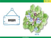 人教版（2019）高二生物必修2-4.2基因表达与性状的关系（第二课时）课件PPT