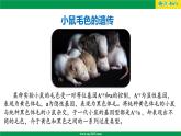人教版（2019）高二生物必修2-4.2基因表达与性状的关系（第二课时）课件PPT