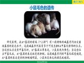人教版（2019）高二生物必修2-4.2基因表达与性状的关系（第二课时）课件PPT