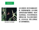 人教版（2019）高二生物必修2-6.4 协同进化与生物多样性的形成课件PPT