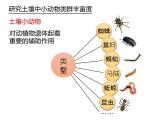 人教版（2019）高二生物选择性必修2-2.1群落的结构-3课件PPT