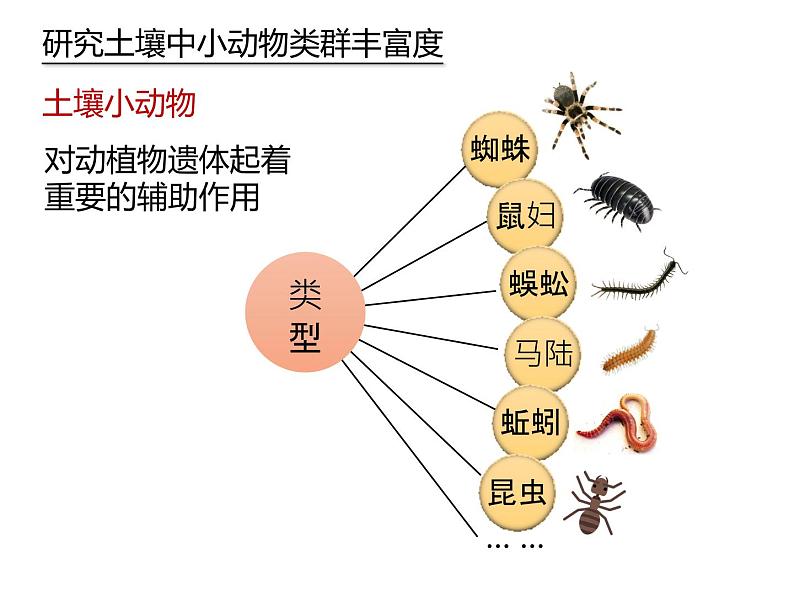 人教版（2019）高二生物选择性必修2-2.1群落的结构-3课件PPT03