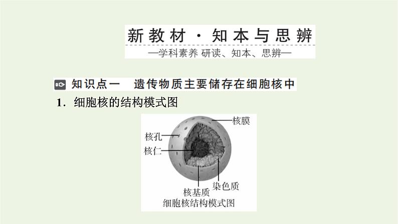 2021_2022学年新教材高中生物第二章细胞的结构第四节细胞核是细胞生命活动的控制中心课件浙科版必修第一册03