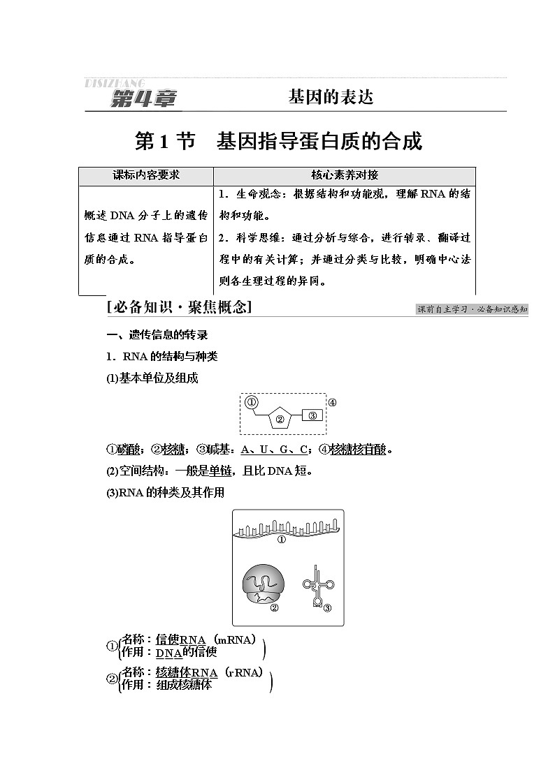 2021-2022学年高中生物新人教版必修第二册 第4章 第1节 基因指导蛋白质的合成 学案01