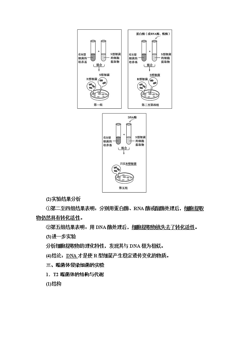 2021-2022学年高中生物新人教版必修第二册 第3章 第1节 DNA是主要的遗传物质 学案第3页