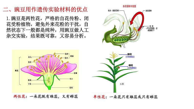 1.1-孟德尔的豌豆杂交实验（一）（课件精讲）第4页