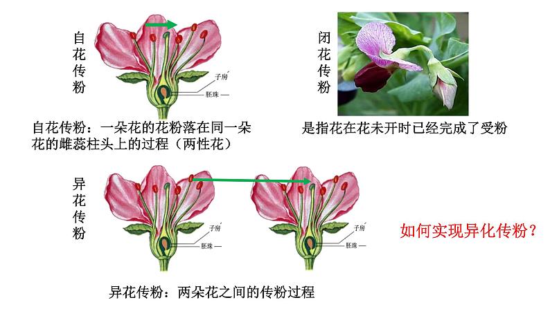 1.1-孟德尔的豌豆杂交实验（一）（课件精讲）第5页