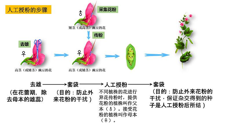 1.1-孟德尔的豌豆杂交实验（一）（课件精讲）第6页