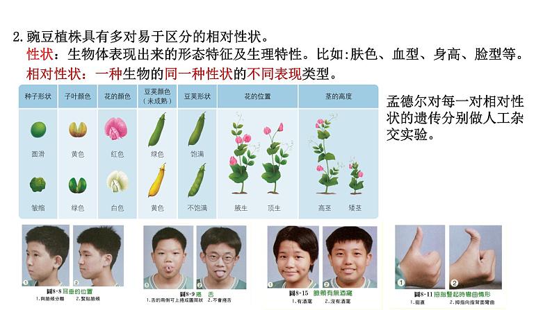 1.1-孟德尔的豌豆杂交实验（一）（课件精讲）第7页