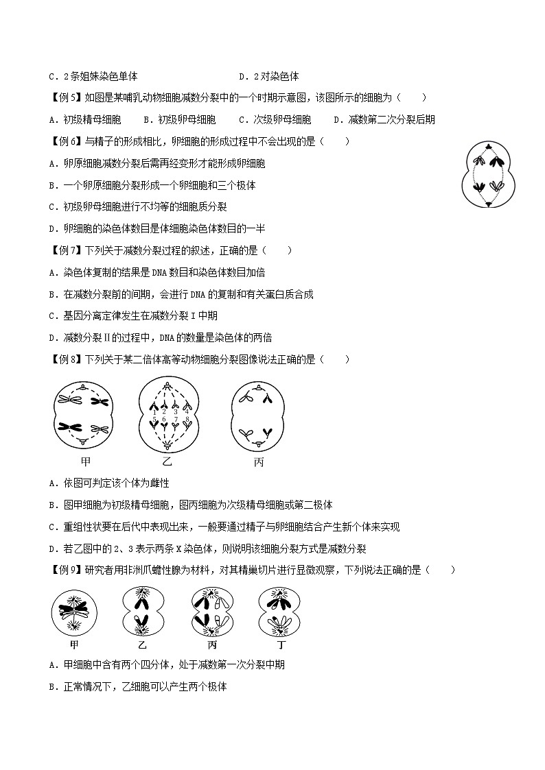 2.1 减数分裂和受精作用-2021-2022学年高一下学期生物同步考点精讲精练（人教版2019必修2）课件PPT03