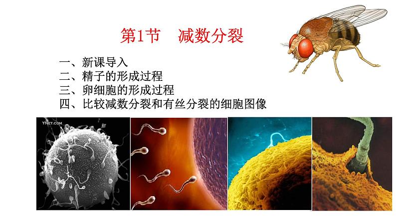 2.1 减数分裂和受精作用-2021-2022学年高一下学期生物同步考点精讲精练（人教版2019必修2）课件PPT01