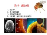 2.1 减数分裂和受精作用-2021-2022学年高一下学期生物同步考点精讲精练（人教版2019必修2）课件PPT