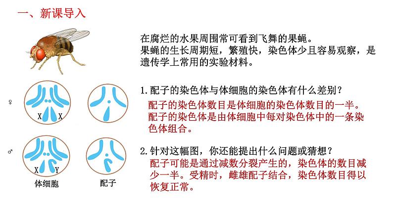 2.1 减数分裂和受精作用-2021-2022学年高一下学期生物同步考点精讲精练（人教版2019必修2）课件PPT02