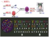 2.1 减数分裂和受精作用-2021-2022学年高一下学期生物同步考点精讲精练（人教版2019必修2）课件PPT