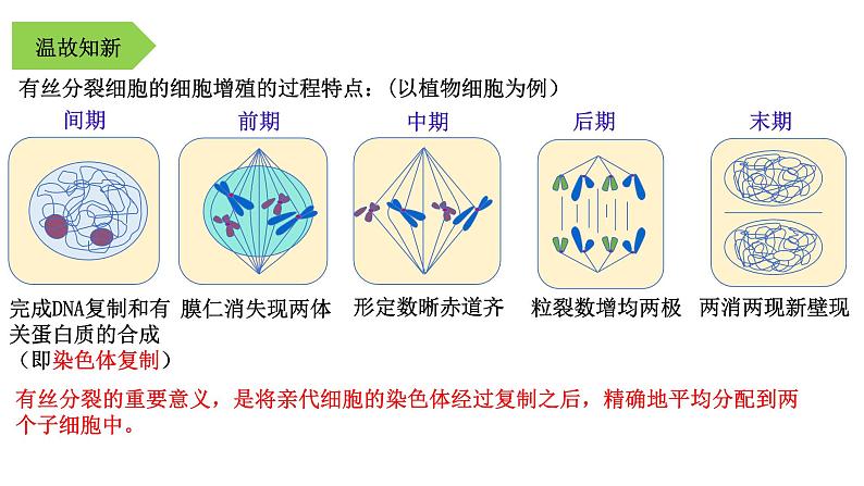 2.1 减数分裂和受精作用-2021-2022学年高一下学期生物同步考点精讲精练（人教版2019必修2）课件PPT05