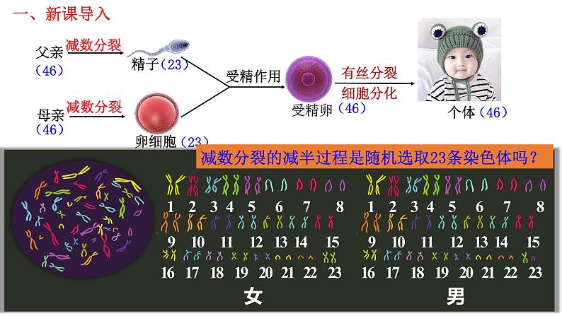 2.1 减数分裂和受精作用-2021-2022学年高一下学期生物同步考点精讲精练（人教版2019必修2）课件PPT06