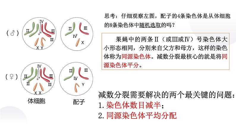 2.1 减数分裂和受精作用-2021-2022学年高一下学期生物同步考点精讲精练（人教版2019必修2）课件PPT07