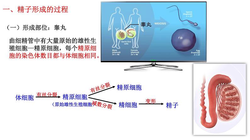 2.1 减数分裂和受精作用-2021-2022学年高一下学期生物同步考点精讲精练（人教版2019必修2）课件PPT08