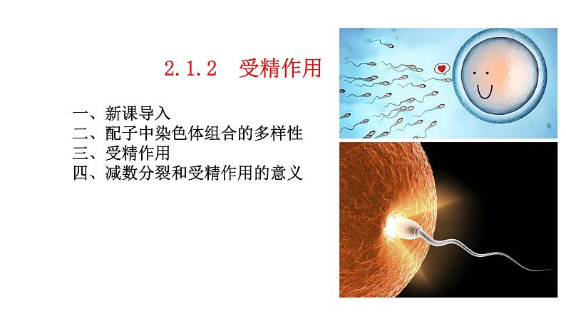 2.1 减数分裂和受精作用-2021-2022学年高一下学期生物同步考点精讲精练（人教版2019必修2）课件PPT01