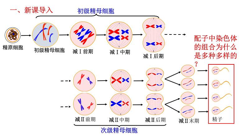 2.1 减数分裂和受精作用-2021-2022学年高一下学期生物同步考点精讲精练（人教版2019必修2）课件PPT02