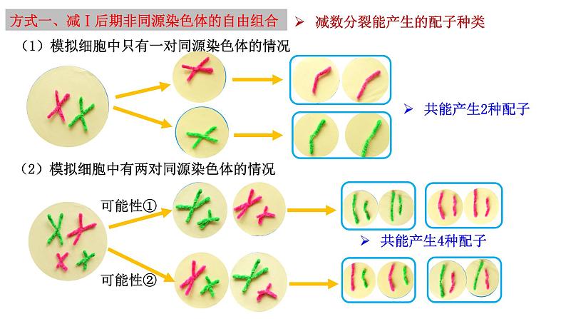 2.1 减数分裂和受精作用-2021-2022学年高一下学期生物同步考点精讲精练（人教版2019必修2）课件PPT04