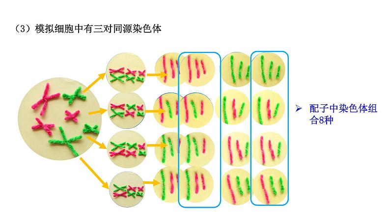 2.1 减数分裂和受精作用-2021-2022学年高一下学期生物同步考点精讲精练（人教版2019必修2）课件PPT05