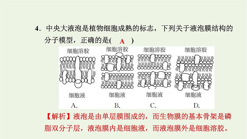 2021_2022学年新教材高中生物高效作业8液泡中心体细胞溶胶细胞骨架观察叶绿体和细胞质流动课件浙科版必修第一册第5页